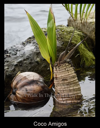 Coco Amigos Tropical Color Photography - Island Art Bocas Artist